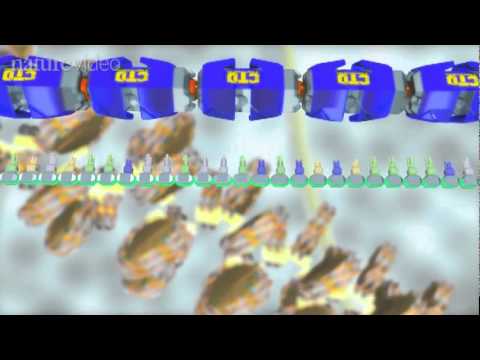 Animation: The Central Dogma
