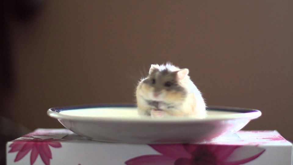 Award winning russian dwarf hamster eating mealworms – Chicken