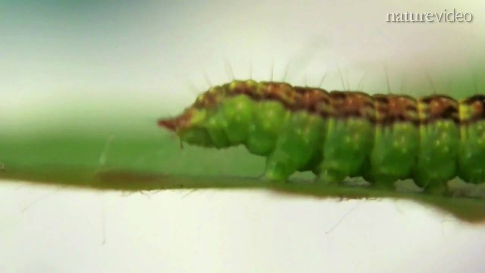 Caterpillar ‘talking’ from walking: by Nature Video