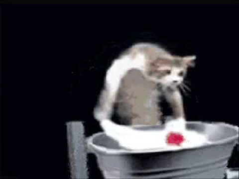Cats Doing The Washing