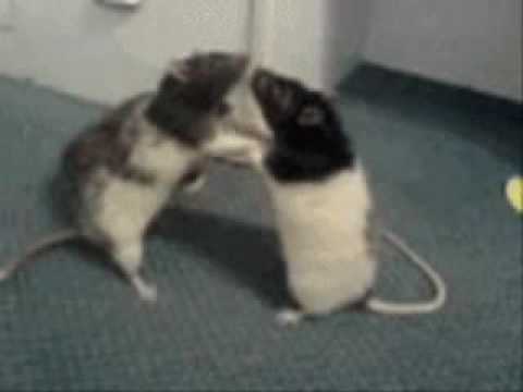 Combat Rats In Action