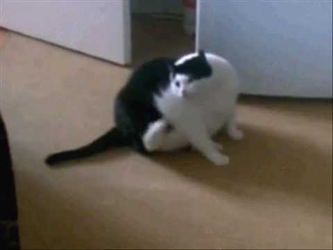 Craziest & Funniest Cat Video Of The Internet