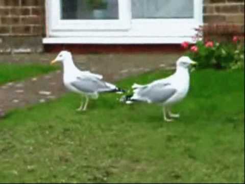 Crazy Dancing Seagulls