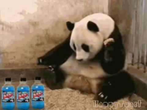 Crazy Panda Making Soda