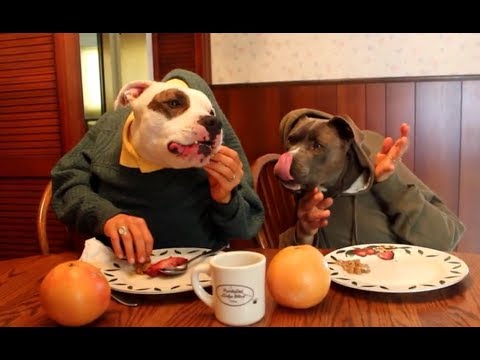 Dogs Eating With Human Hands Compilation 2014 [NEW HD]