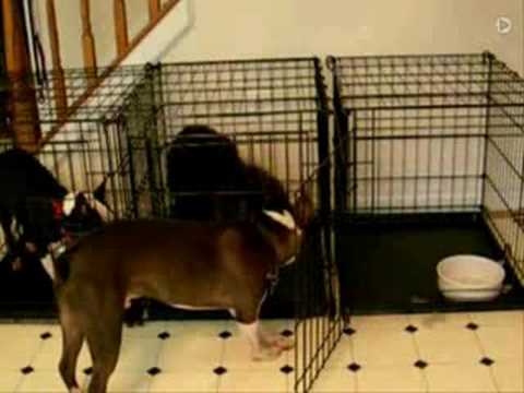 Dogs Prison Break
