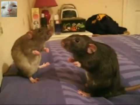 Dramatic Rats