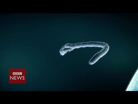 Ebola virus explained in 60 seconds – BBC News