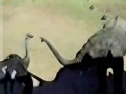Elephant Attacks An Ostrich