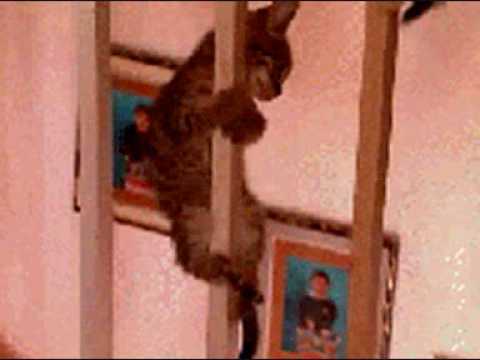 Fireman Kitten Sliding Down The Stairs