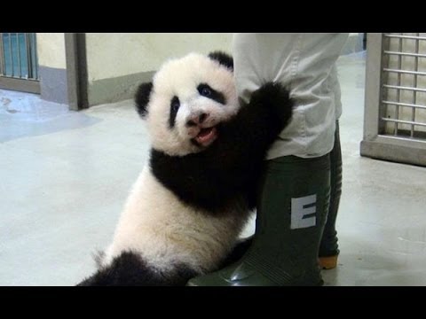 Funny and Cute Panda Videos Compilation 2014 [NEW HD]