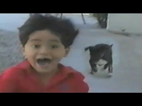 Funny Animal Videos — Dog Attacking Kids & More