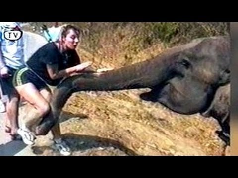 Funny Animals : Best of ELEPHANTS