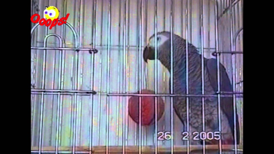 Funny Animals : Best of Parrots