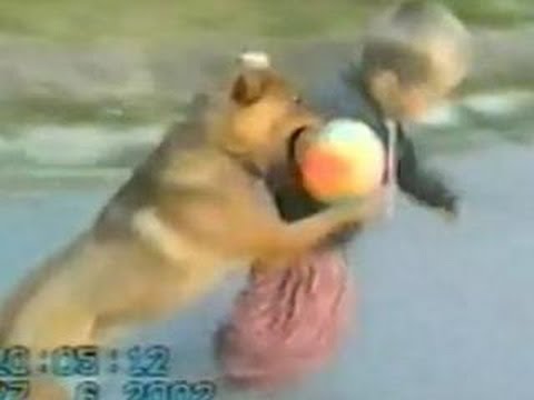 Funny Animals – Funny Dog plays TAKEDOWN