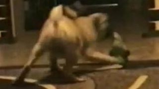 Funny Animals – Funny Home Videos – Parrot Beats Up Crazy Dog