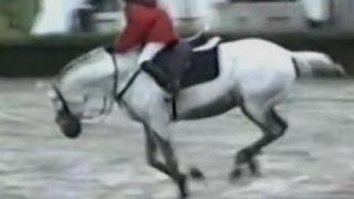 Funny Animals – Funny Home Videos – Hilarious Horse Act Ever