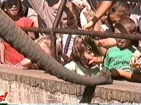 Funny Animals – Funny Home Videos – Greedy Elephant Snatches Kids Food