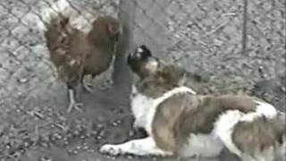Funny Animals – Funny Home Videos – Hilarious Dog & Chicken Fight
