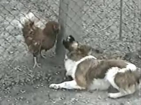 Funny Animals – Funny Home Videos – Hilarious Dog & Chicken Fight