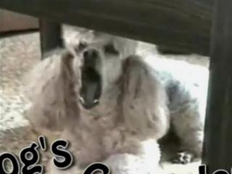 Funny Animals – Funny Home Videos – The Singing Dog – Must Watch