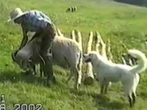 Funny Animals – Sheep Rider Falls Off