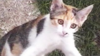 FUNNY CAT Video – Funny Home Video Compilation