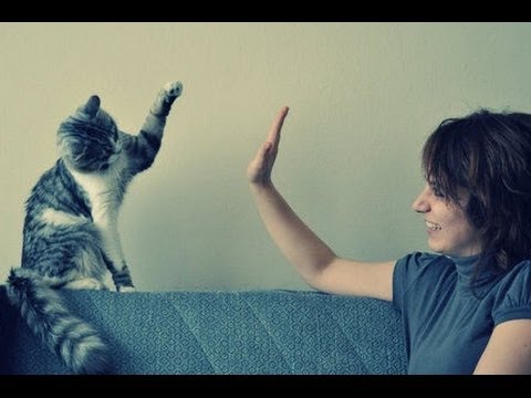 Funny Cats Giving High Fives Compilation 2013 [NEW HD]