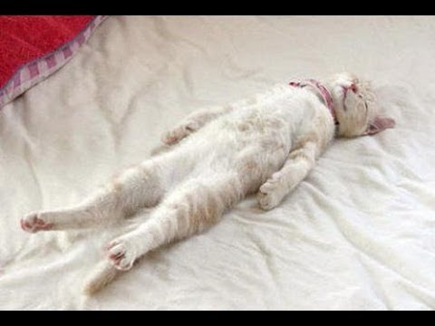 Funny Cats Sleeping in Weird Positions Compilation 2013 [NEW HD]