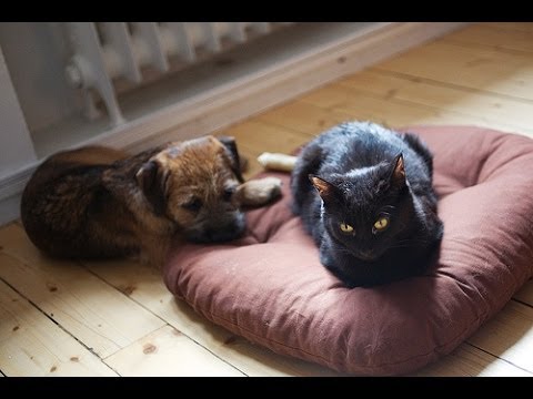 Funny Cats Stealing Dog Beds Compilation 2013 [NEW HD]