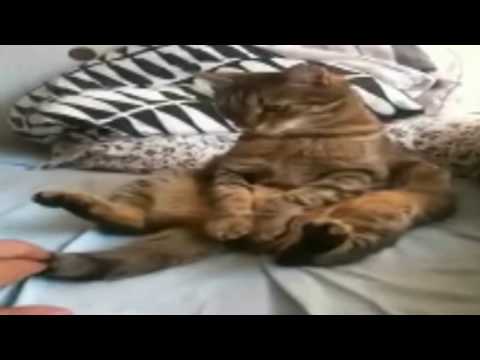 Funny Chilling Cat