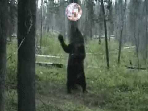 Funny Dancing Bear