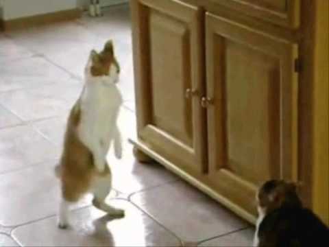 Funny Dancing Cat