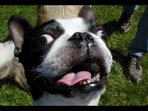 Funny Dogs Excited To Go For a Walk Compilation 2014 [NEW HD]