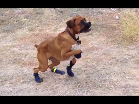 Funny Dogs in Boots for the First Time Compilation 2014 [NEW HD]