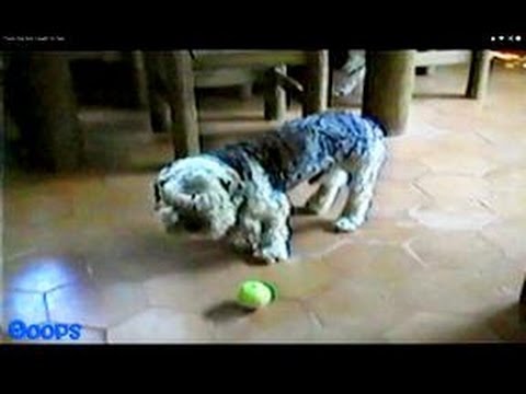 Funny Dogs on Home Video