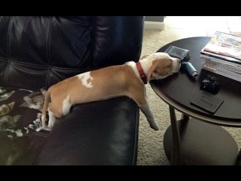 Funny Dogs Sleeping in Weird Positions Compilation 2013 [NEW HD]