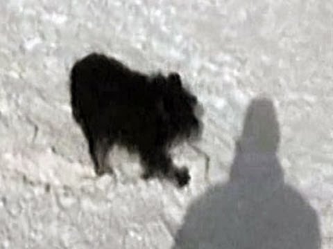 Funny Home Videos – Crazy Dog shows his Snow Act