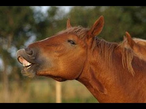Funny Horses Mouth Farting Compilation 2014 [NEW HD]