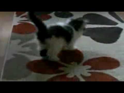 Funny Jumping Kitten