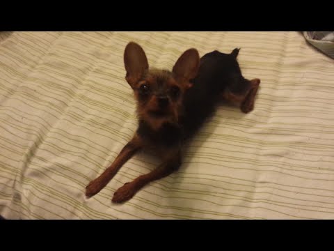 Funny Talking Dog Says I Love You | Cute Dog Vajiggles