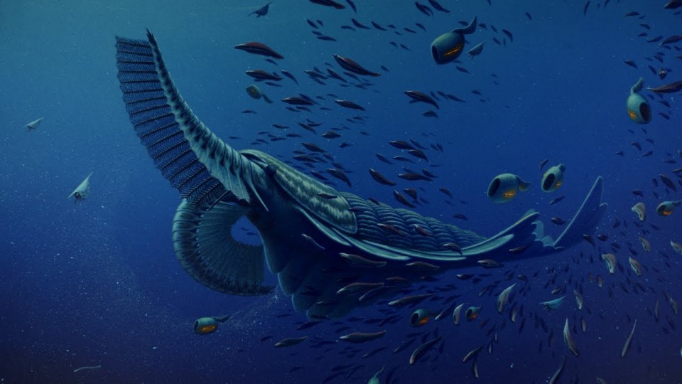 Gentle giants of the Cambrian