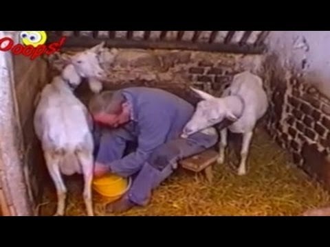 Goats Yelling Like Humans – Super Cut Compilation