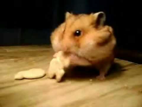 Hamster Gathering Food