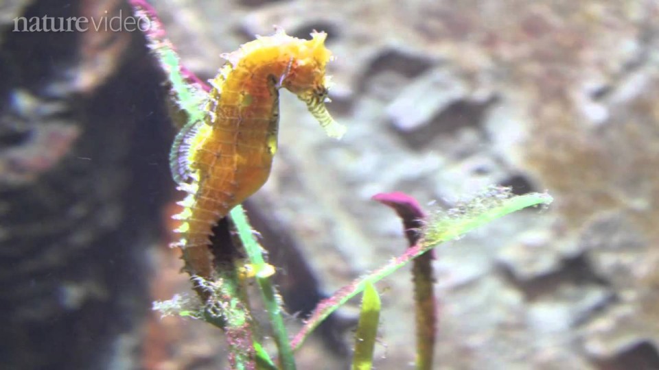 How the seahorse got its shape — by Nature Video
