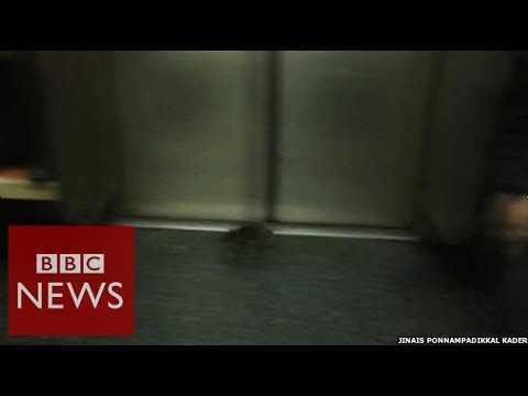 If you’re scared of rats this video is NOT for you! BBC News
