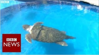 Is this World Cup turtle the new Paul the Octopus? – BBC News