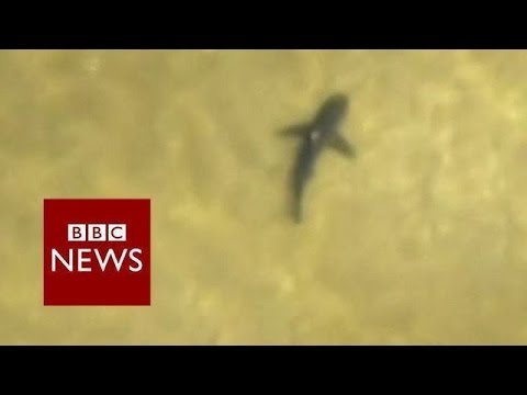 Large school of sharks spotted near Alabama beaches – BBC News
