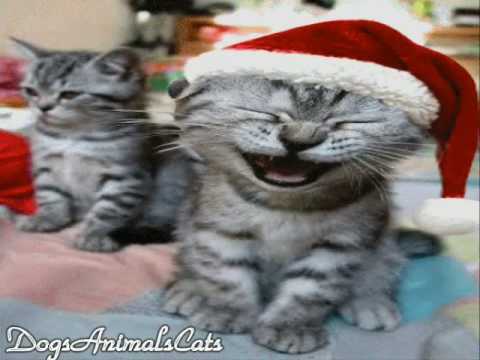 Laughing Santa Cat