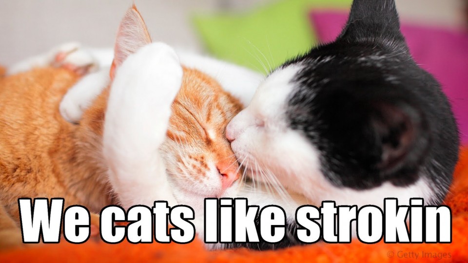 LOL cats like stroking too